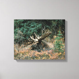 Bull Moose Rests in Vegitation Wrapped Canvas Prin Print