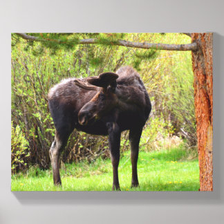 Bull Moose Rocky Mountain National Park Canvas Photo Tile