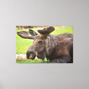 Bull Moose Rocky Mountain National Park Canvas Print