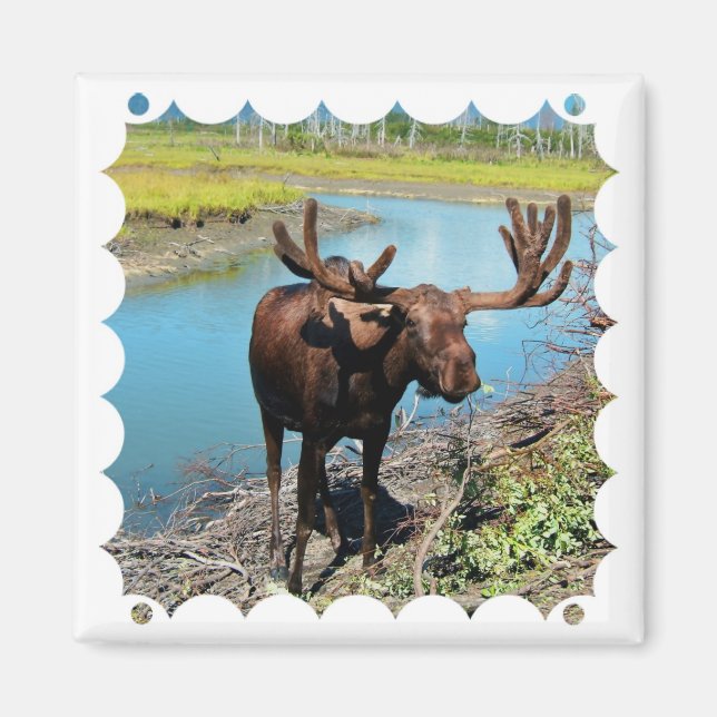 Bull Moose Square Magnet (Front)