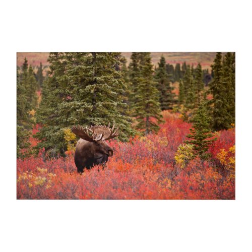 Bull Moose Standing In Red Dwarf Birch Acrylic Print