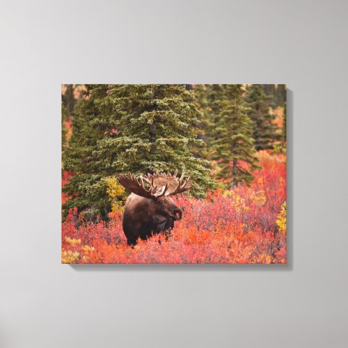 Bull Moose Standing In Red Dwarf Birch Canvas Print