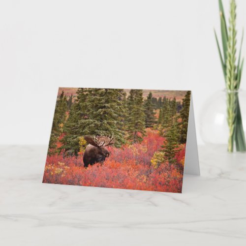 Bull Moose Standing In Red Dwarf Birch Card