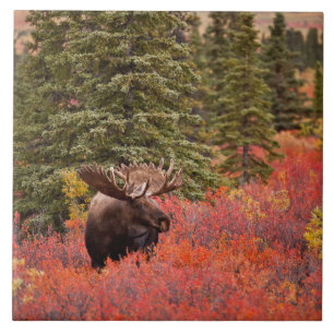 Bull Moose Standing In Red Dwarf Birch Ceramic Tile