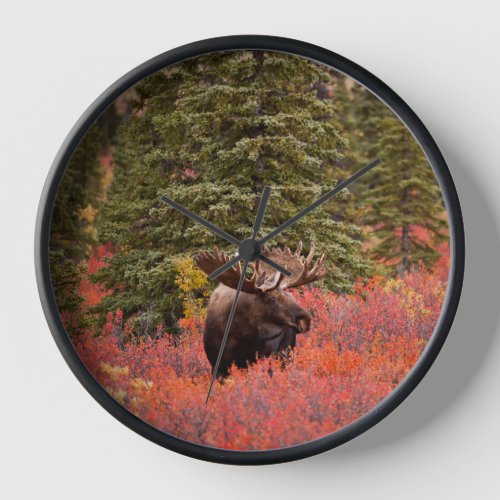 Bull Moose Standing In Red Dwarf Birch Clock