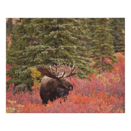 Bull Moose Standing In Red Dwarf Birch Faux Canvas Print