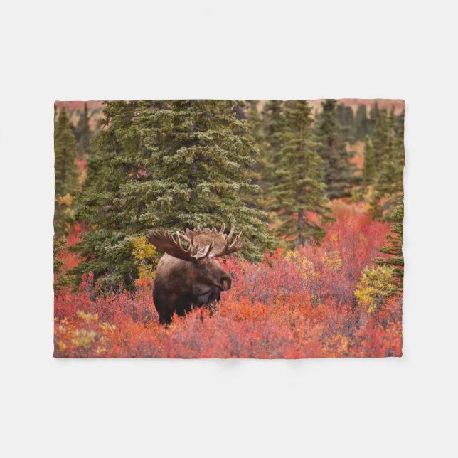 Bull Moose Standing In Red Dwarf Birch Fleece Blanket (Front (Horizontal))