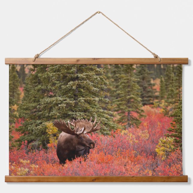 Bull Moose Standing In Red Dwarf Birch Hanging Tapestry (Front)