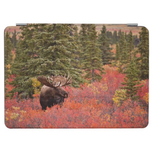 Bull Moose Standing In Red Dwarf Birch iPad Air Cover