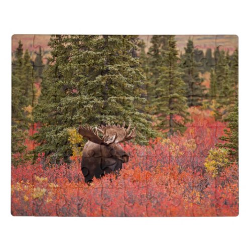 Bull Moose Standing In Red Dwarf Birch Jigsaw Puzzle