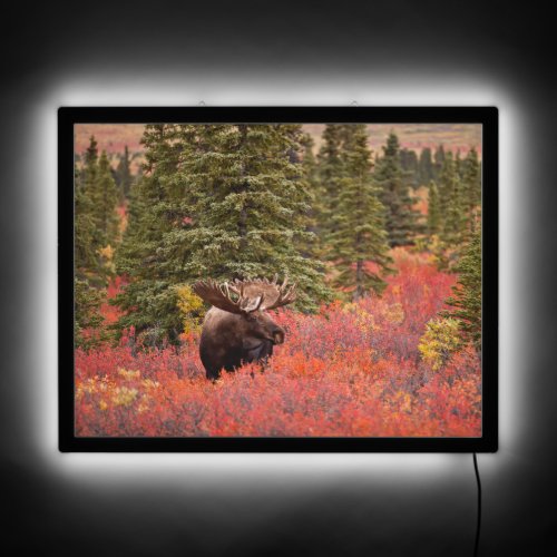 Bull Moose Standing In Red Dwarf Birch LED Sign