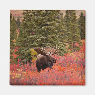 Bull Moose Standing In Red Dwarf Birch Magnet