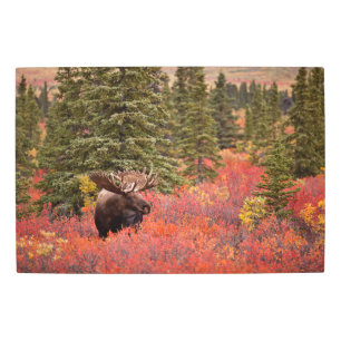 Bull Moose Standing In Red Dwarf Birch Metal Print