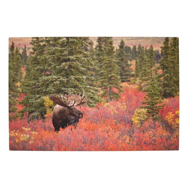 Bull Moose Standing In Red Dwarf Birch Metal Print (Front)