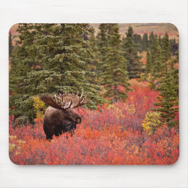 Bull Moose Standing In Red Dwarf Birch Mouse Pad (Front)