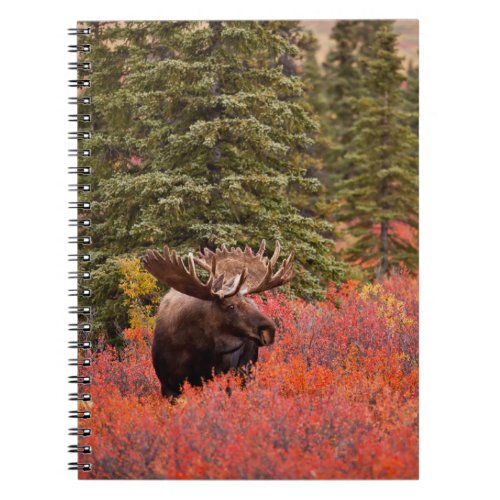 Bull Moose Standing In Red Dwarf Birch Notebook
