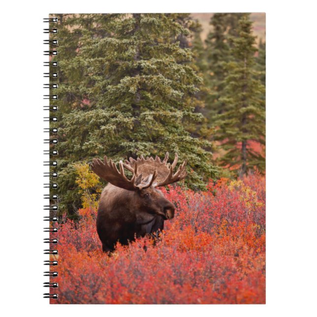 Bull Moose Standing In Red Dwarf Birch Notebook (Front)