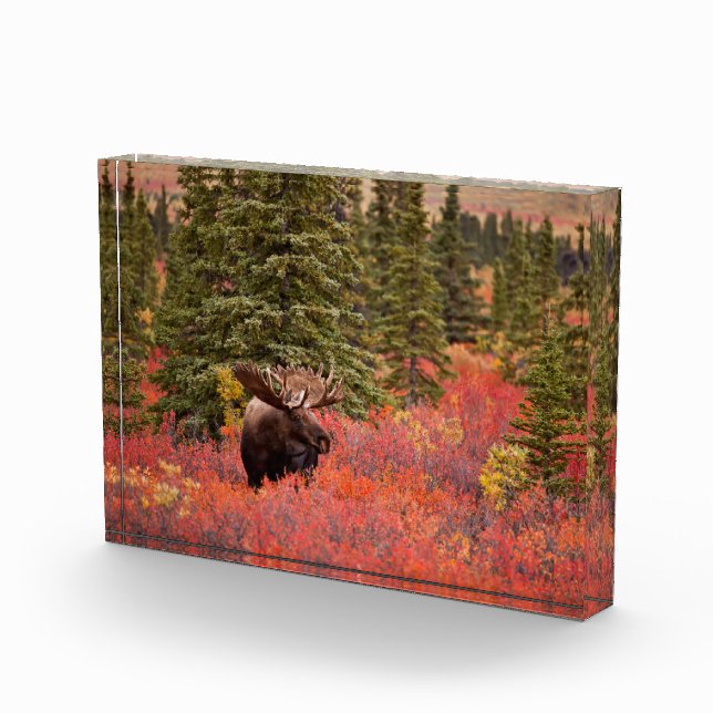Bull Moose Standing In Red Dwarf Birch Photo Block (Right)