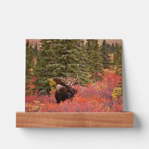 Bull Moose Standing In Red Dwarf Birch Picture Ledge