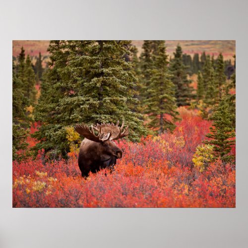 Bull Moose Standing In Red Dwarf Birch Poster