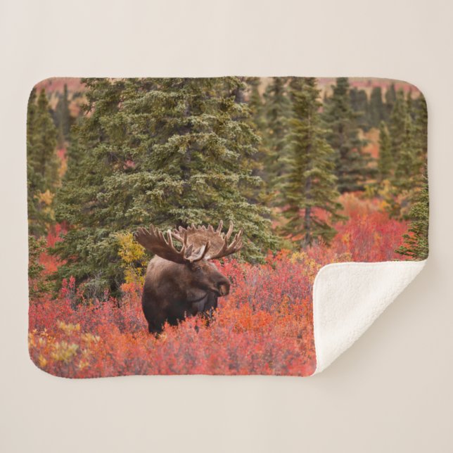 Bull Moose Standing In Red Dwarf Birch Sherpa Blanket (Front (Horizontal))