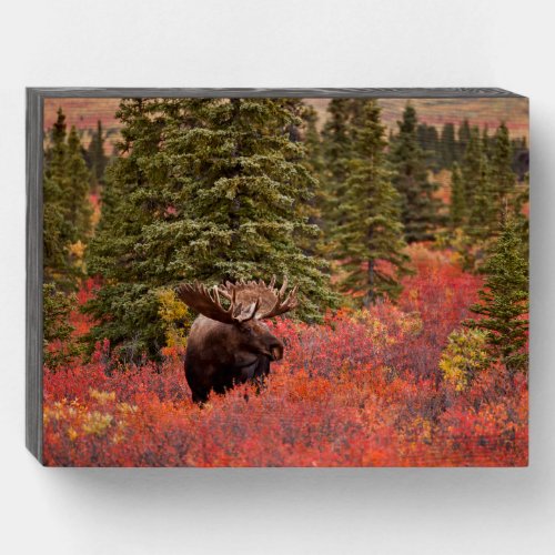 Bull Moose Standing In Red Dwarf Birch Wooden Box Sign