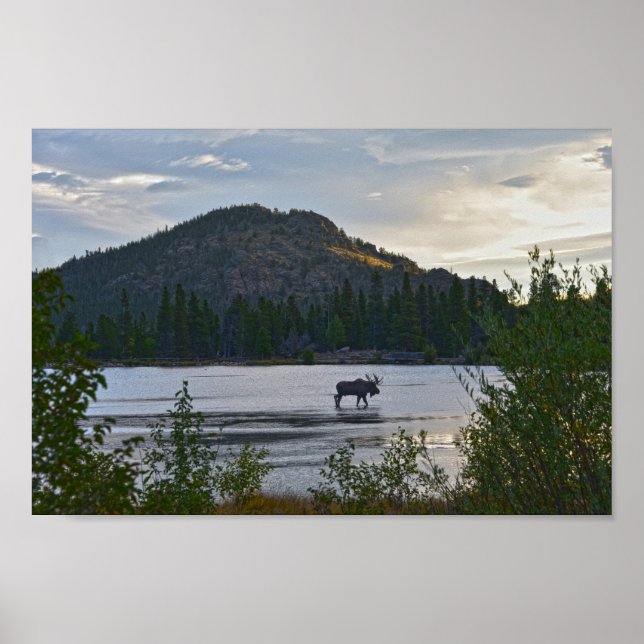 Bull Moose, Sunrise, Sprague Lake, Colorado Poster (Front)