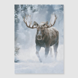 Bull Moose Walking Through Boreal Snow