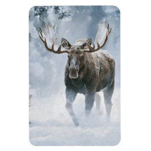 Bull Moose Walking Through Boreal Snow Magnet