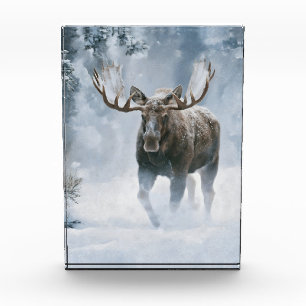Bull Moose Walking Through Boreal Snow Photo Block