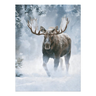 Bull Moose Walking Through Boreal Snow Photo Print