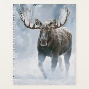 Bull Moose Walking Through Boreal Snow Planner