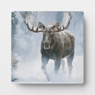 Bull Moose Walking Through Boreal Snow Plaque