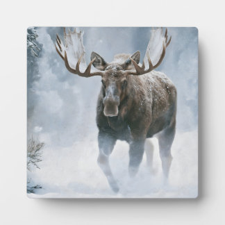 Bull Moose Walking Through Boreal Snow Plaque