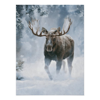 Bull Moose Walking Through Boreal Snow Poster