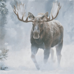 Bull Moose Walking Through Boreal Snow Sticker