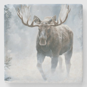 Bull Moose Walking Through Boreal Snow Stone Coaster