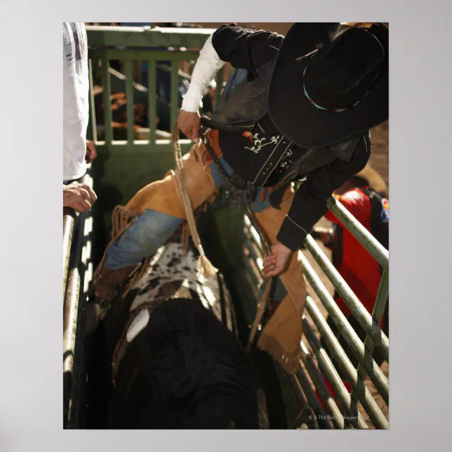 Bull Riding Rope Hanging Bull rider tying rope on bull in the chute poster | Zazzle