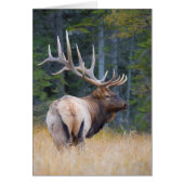 Bull Rocky Mountain Elk (Front)