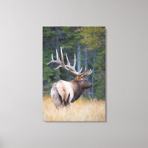 Bull Rocky Mountain Elk Canvas Print