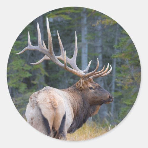 Bull Rocky Mountain Elk Classic Round Sticker