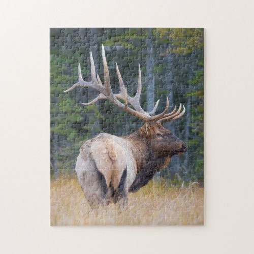 Bull Rocky Mountain Elk Jigsaw Puzzle