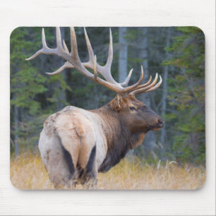 Bull Rocky Mountain Elk Mouse Pad
