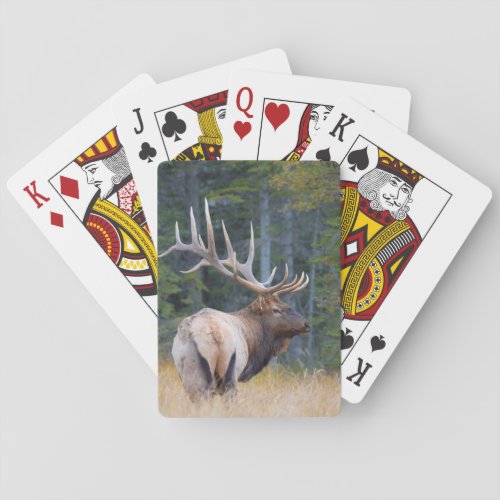 Bull Rocky Mountain Elk Poker Cards