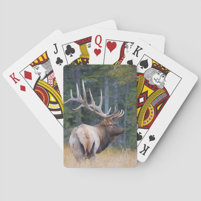 Bull Rocky Mountain Elk Poker Cards (Back)