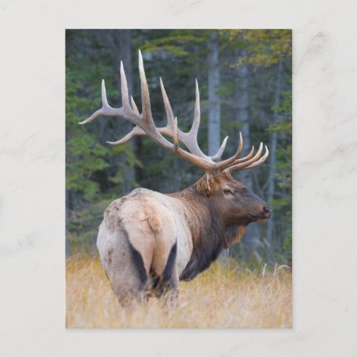 Bull Rocky Mountain Elk Postcard