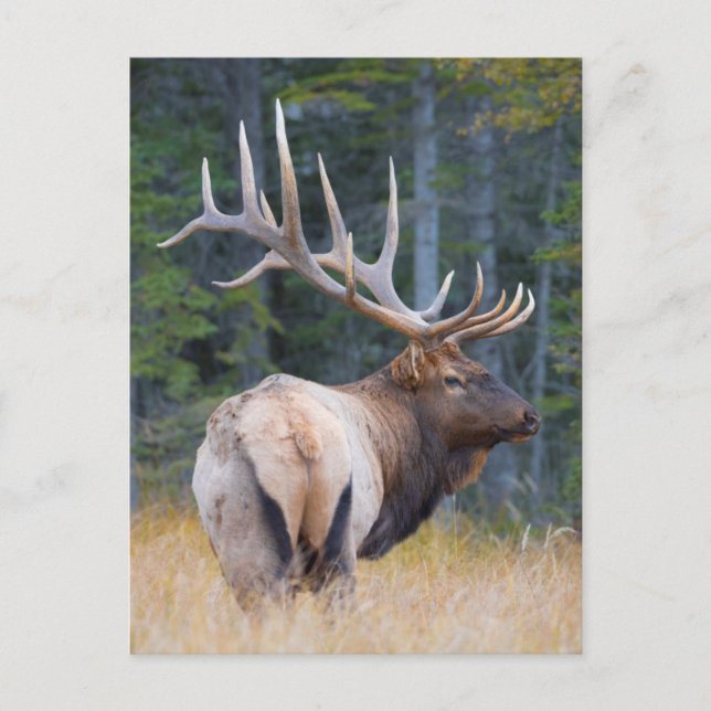 Bull Rocky Mountain Elk Postcard (Front)