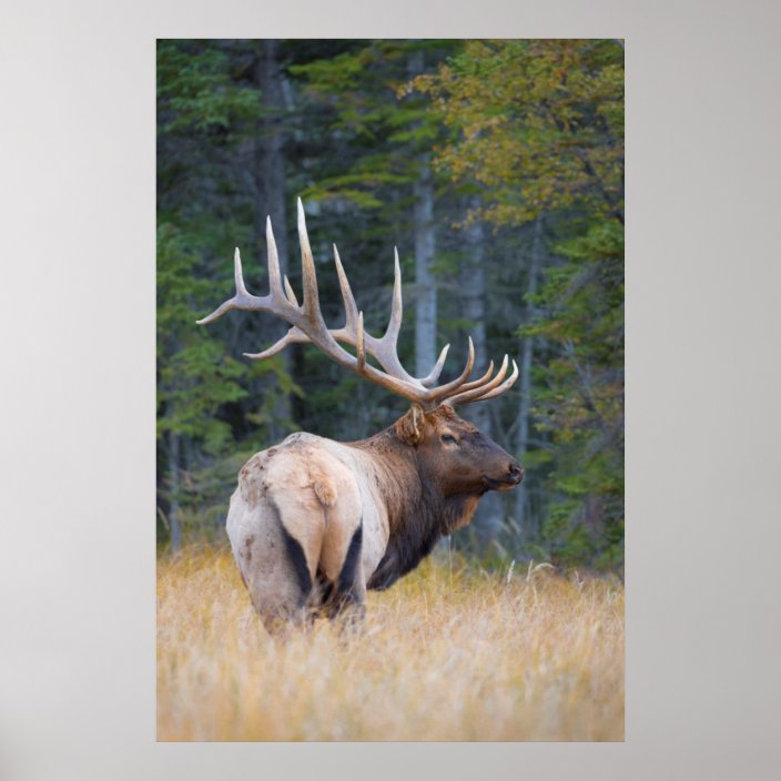 Bull Rocky Mountain Elk Poster | Zazzle.com