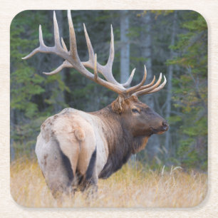 Bull Rocky Mountain Elk Square Paper Coaster