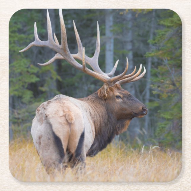 Bull Rocky Mountain Elk Square Paper Coaster (Front)